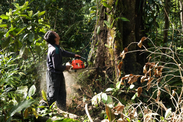 Professional Tree Service in Westmont, CA